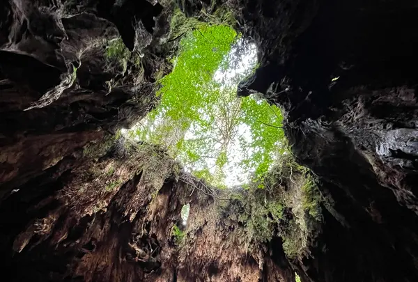 ウィルソン株の写真・動画_image_420904