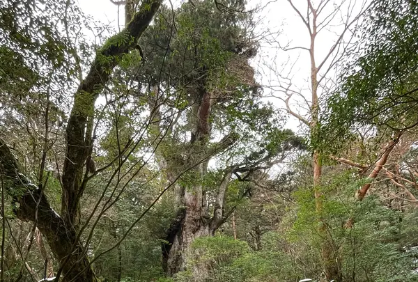 縄文杉の写真・動画_image_420908