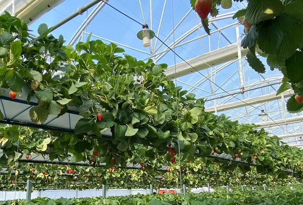 GREENARIUM(グリナリウム)の写真・動画_image_421060