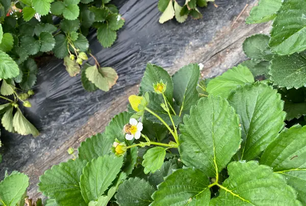 うるう農園の写真・動画_image_421075