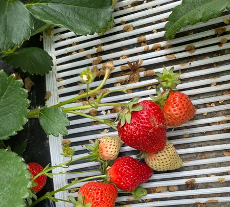 うるう農園の写真・動画_image_421076