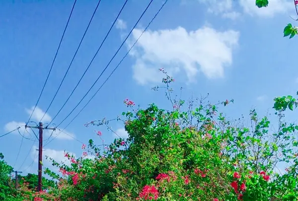 竹富島の写真・動画_image_421162