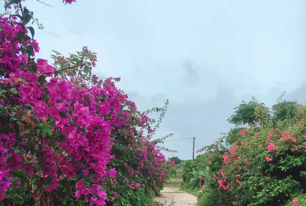 竹富島の写真・動画_image_421187