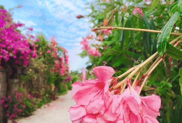 竹富島の写真・動画_image_421189