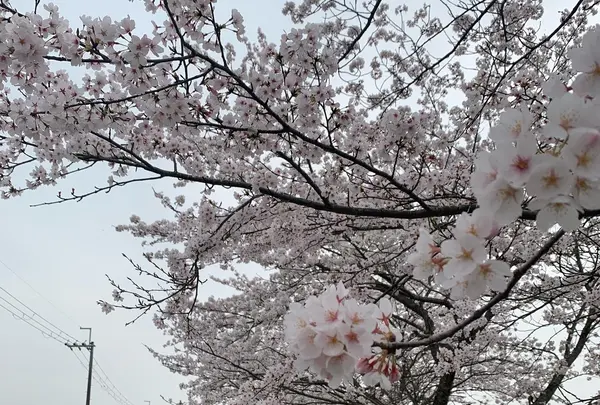 桜通りの写真・動画_image_421215