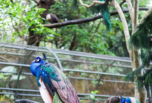 ネオパークオキナワの写真・動画_image_421275