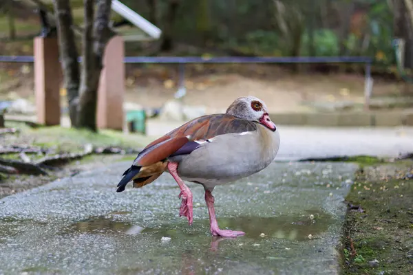 ネオパークオキナワの写真・動画_image_421278