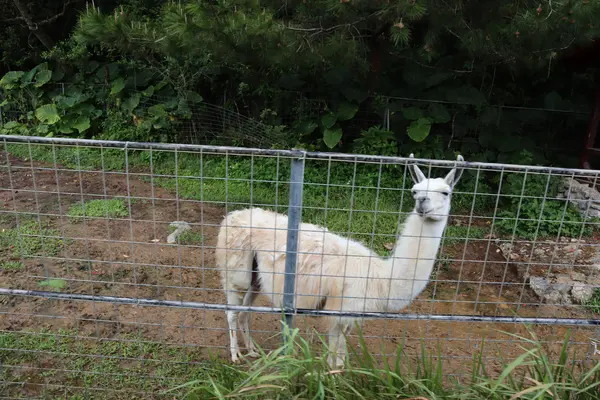 ネオパークオキナワの写真・動画_image_421286