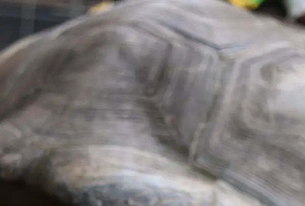 ネオパークオキナワの写真・動画_image_421288