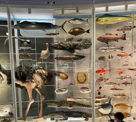 国立科学博物館の写真・動画_image_421348