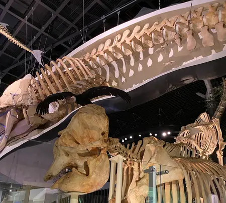 国立科学博物館の写真・動画_image_421349