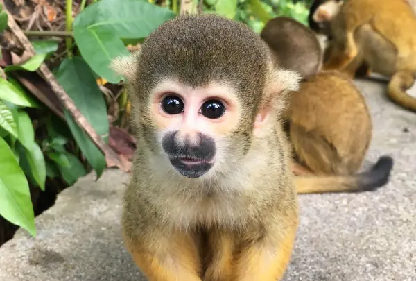 石垣やいま村の写真・動画_image_421381