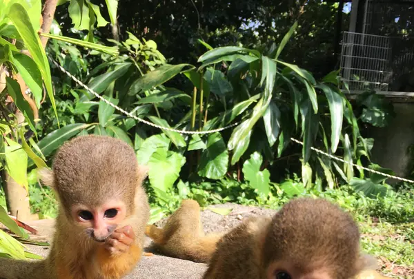 石垣やいま村の写真・動画_image_421382