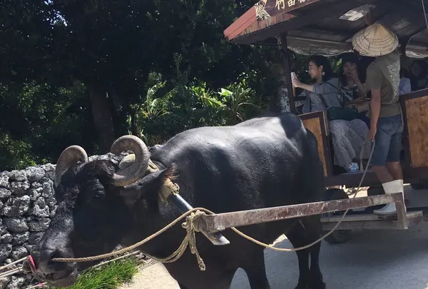 （有）竹富観光センターの写真・動画_image_421452