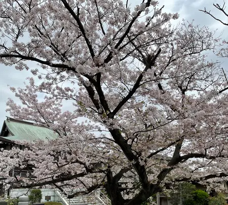 延台寺の写真・動画_image_421515