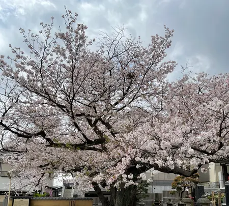 延台寺の写真・動画_image_421518