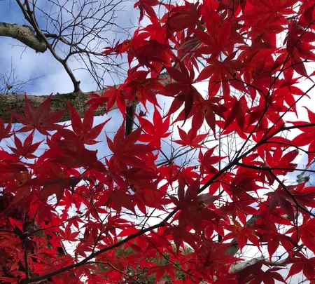 南禅寺の写真・動画_image_421576