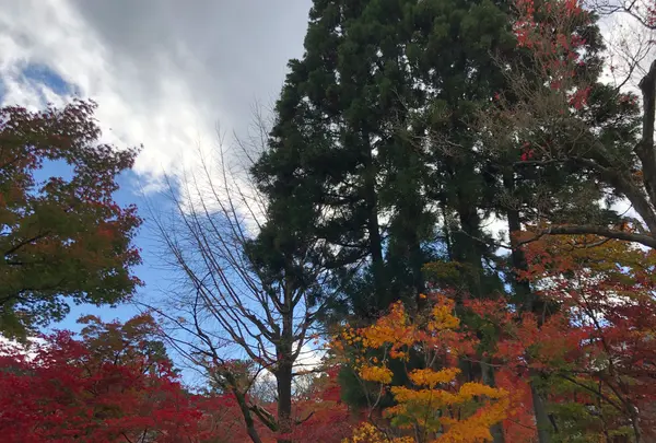 永観堂（禅林寺）の写真・動画_image_421588