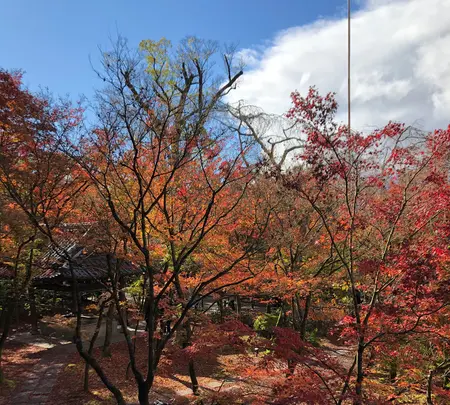 永観堂（禅林寺）の写真・動画_image_421589