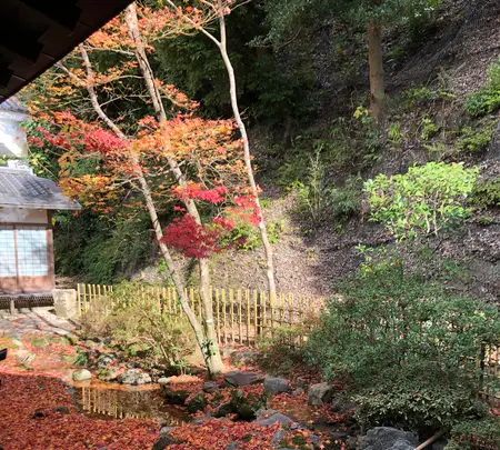 永観堂（禅林寺）の写真・動画_image_421590
