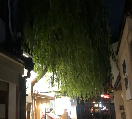 京町家 すいしん 本店の写真・動画_image_421596