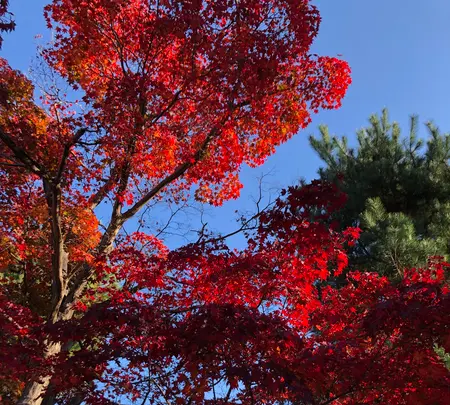 天龍寺の写真・動画_image_421612