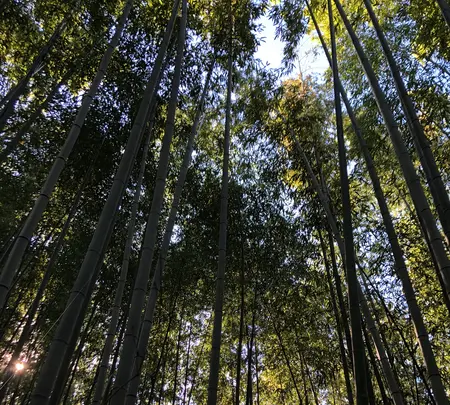 嵯峨野竹林の写真・動画_image_421618