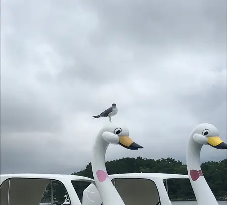 大濠公園 ボート乗り場の写真・動画_image_421630