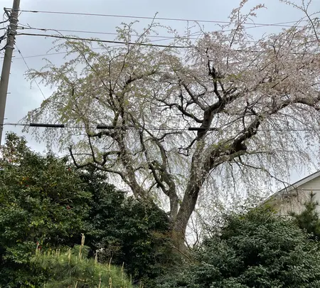 化粧坂の写真・動画_image_421638