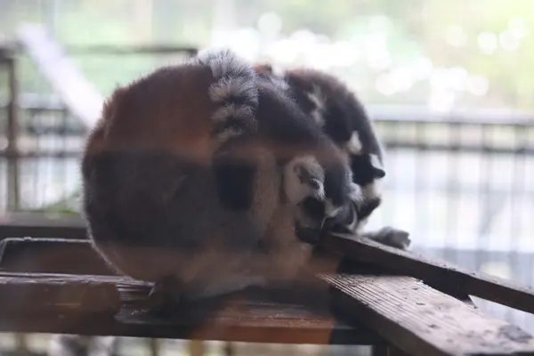 ネオパークオキナワの写真・動画_image_421781