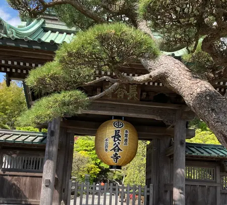 長谷寺の写真・動画_image_422071