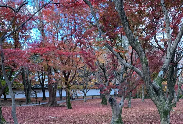 東福寺の写真・動画_image_422291