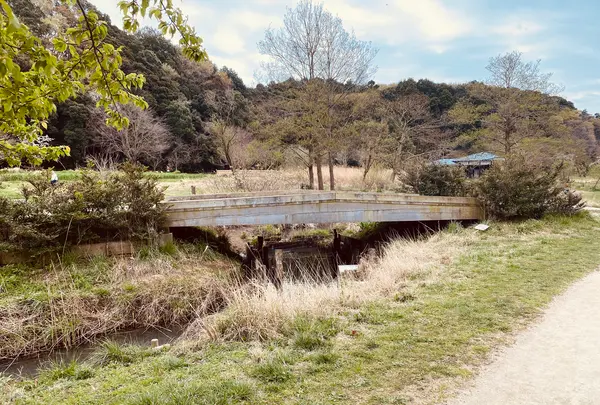 21世紀の森と広場 木もれ陽の森の写真・動画_image_422424