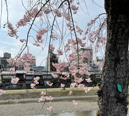 鴨川の写真・動画_image_422435