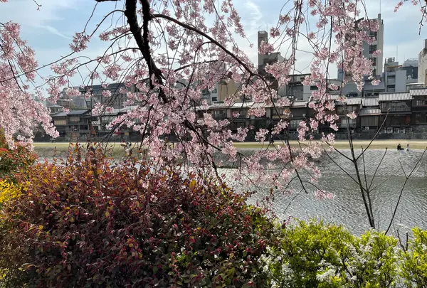 鴨川の写真・動画_image_422439