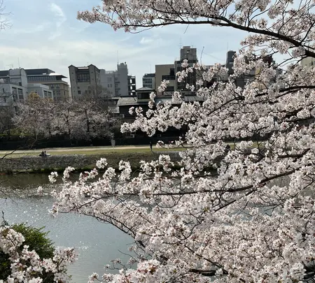 鴨川の写真・動画_image_422440