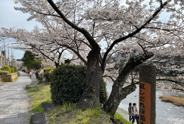 鴨川の写真・動画_image_422441