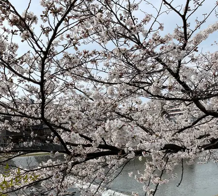 鴨川の写真・動画_image_422442