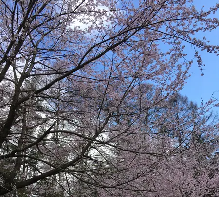 小岩嶽城跡の写真・動画_image_422618