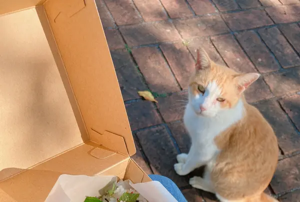 スタジオ シー okinawaの写真・動画_image_422812