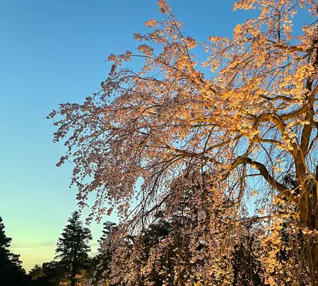 元離宮 二条城の写真・動画_image_422914
