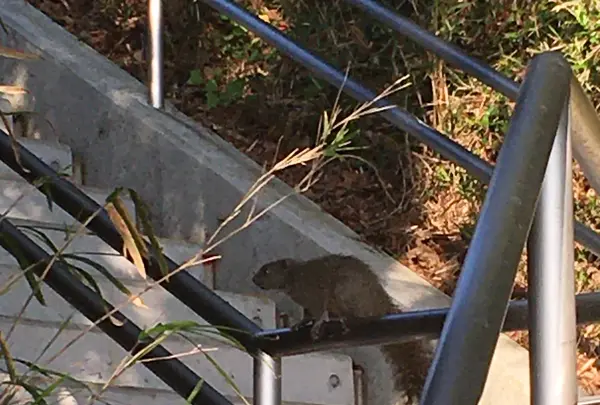 野島公園の写真・動画_image_423602