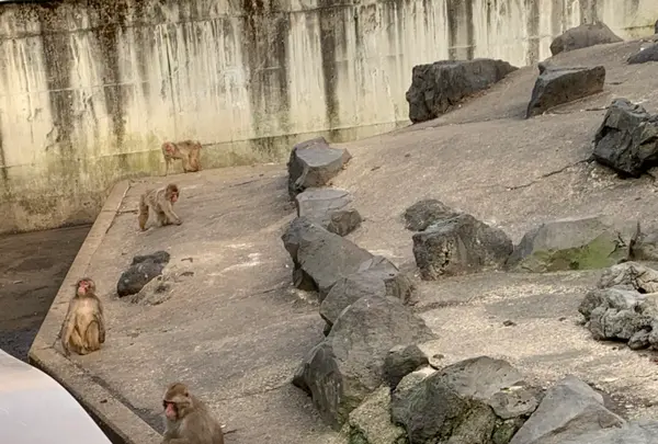 草津熱帯圏の写真・動画_image_423740