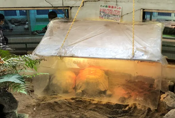 草津熱帯圏の写真・動画_image_423741