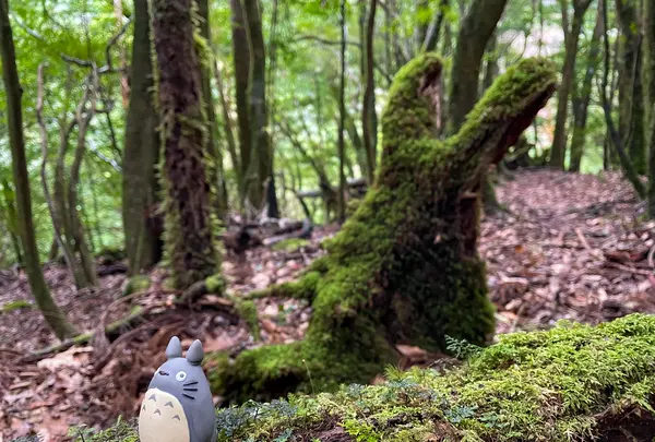 苔むす森の写真・動画_image_424120