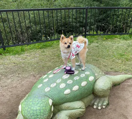 丹波恐竜公園の写真・動画_image_424375