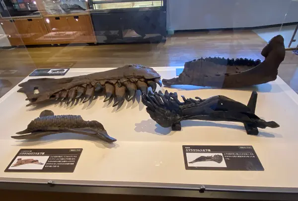 丹波竜化石工房ちーたんの館の写真・動画_image_424388
