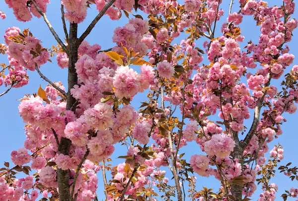 花見山の写真・動画_image_424652