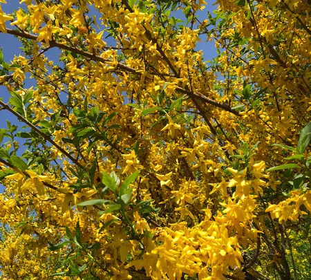 花見山の写真・動画_image_424655