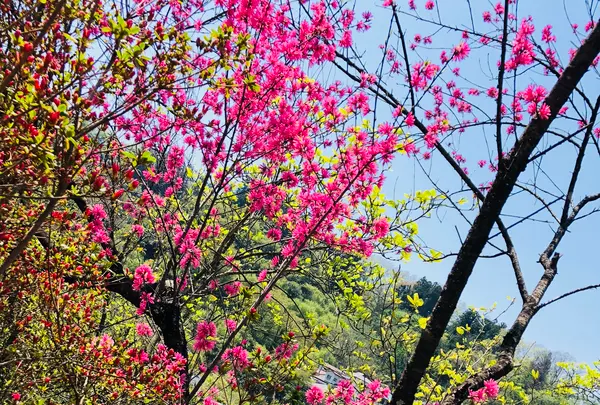 花見山の写真・動画_image_424656